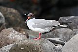 Swallow-tailed Gull